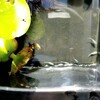 メダカの稚魚の選別。大きく育った個体を別容器に!!
