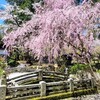 【滋賀県】『三井寺(園城寺)』に行ってきました。　桜　滋賀県桜