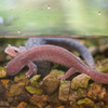 マホロバサンショウウオ Hynobius guttatus