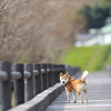 菜の花に包まれて