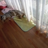ノラ猫に避難所認定されている