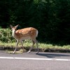 知床3日目：ウトロ→標津