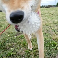柴犬・空海くん🌟　２歳　お誕生日おめでとう！！！　元気で育ってください！🎵大好きだよ～～💓
