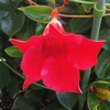 マンデビラの冬の花