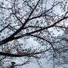 桜が咲いたが雨続き　お互いにお構いなし☆彡