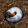 子供がヘラクレスカブトの幼虫を買った話