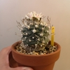 ツルビニカルプスの花