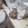 「ちゅーるくらさい」