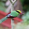ヘキサン(Green Magpie)