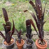 第一次植え替えウォーズ