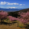 神奈川県足柄上郡大井町　　おおいゆめの里　桜2014