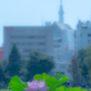 2018-07-21_不忍池@上野公園の蓮の花（午前の部、その３）