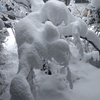 大雪⛄　樹氷化して折れそう　心も・・・