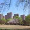 桜に似ていますが杏の木です🌸中国河南省開封市の開封西湖東岸で満開のアンズの花を見学しました