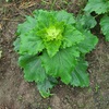 冬野菜畑作り（肥料撒き）