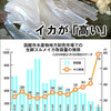 まさか、イカが ｢高級魚｣ の、仲間入りするとは … 困るんでぇ～～～す！