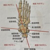 足関節の動作に関与する筋肉
