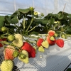 完熟いちご🍓狩り情報 ２月４日(土)本日は開園日です‼️😊🍀✨受付はネット予約のお客様のみとなります🙏🙇🏻