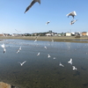 餌付けすると近くに来てくれる愛くるしいユリカモメ