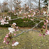 桜は咲いていたけれど　開花宣言はまだ・・・