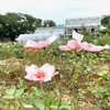 みどりのボランティア＠バラ園