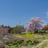 春の福島・桜名所ガイド【実体験に基づいて，数十ヶ所の桜を紹介】