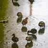 神原町に飛来した鳥　九領川にやってきたマガモの集団