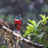 雨のカオグロキヌバネドリ(Masked Trogon)