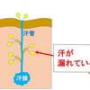 アトピー性皮膚炎は汗をかく事