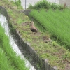 戻り梅雨も明けたが・・・