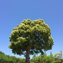 ひびこれよきひ