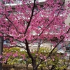 東京は桜が咲いたらしいですが　紅梅白梅