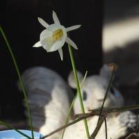 寒波予想外でした…今のところ