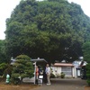 屋敷林は消えたけど　100歳超のキンモクセイ