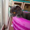 ペットクリニックへＧＯ！ ・・・  その１０