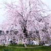 梅小路公園の枝垂れ桜が満開🌸木蓮と菜の花も見頃！