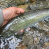 渓流釣りの単独釣行