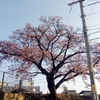 寒桜。