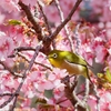 野鳥の観察記録＿春先取りのメジロなど