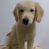 No.746 マシュー （ゴールデンレトリバー 2ヶ月半 ♂）