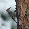 シマセゲラ(Red-bellied Woodpecker)