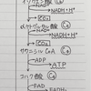 縦書きにするだけで効率アップ！クエン酸回路をノートに書くときのおすすめ方法。