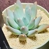 🌵多肉植物  狩った多肉さんの植え替えﾑｰﾝｼﾙﾊﾞｰ他🌵