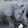 アフリカ・ボツワナの観光地紹介/カーマ・ライノ・サンクチュアリ(Khama Rhino Sanctuary)編