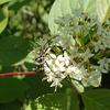 樹木園には昆虫もいた！！（２０１６　０５１３）