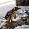 赤ちゃんと行く須磨水族館☆イルカショーがレベル高すぎなので見に行くべし！