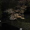 五条高瀬川付近からの夜桜模様。