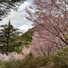  櫻花 Cherry blossom 6 #高知 #Kochi #spring #櫻花 #桜 #cherryblossom #sakura 