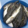 12月の激釣！？東京湾ふぐ