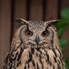 フクロウに関する雑学！